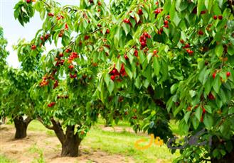 باغ ویلا شیک/واقع در زیار